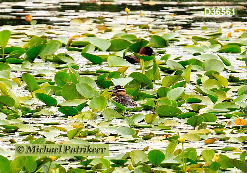 Masked Duck (Nomonyx dominicus)